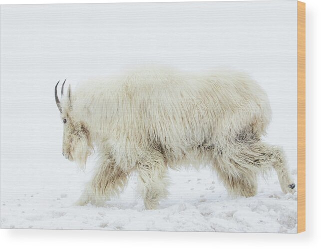 Mountain Goat Wood Print featuring the photograph Winter Mountain Goat by Wesley Aston