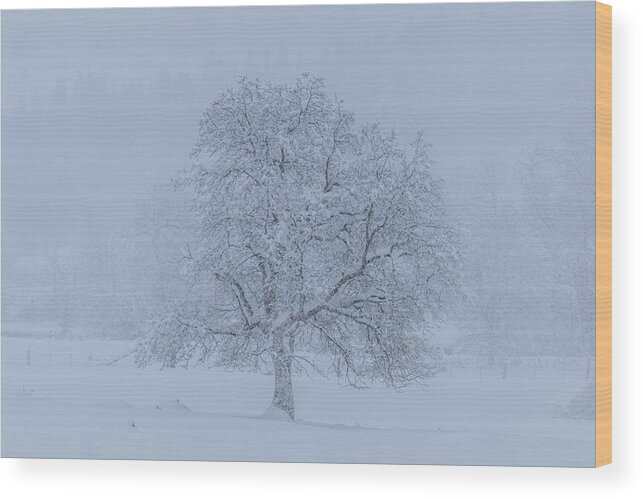 Winter Wood Print featuring the photograph Winter Oak by Randy Robbins