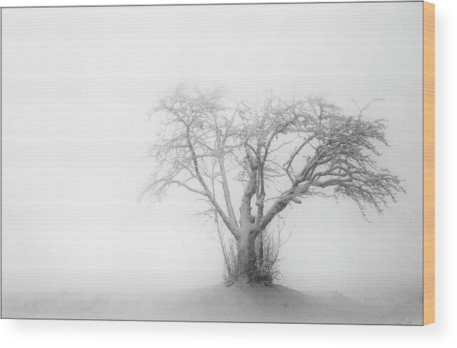Landscape Wood Print featuring the photograph Winter Sleep by Angelika Vogel