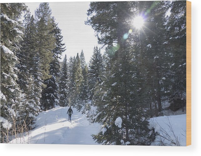 Evergreen Wood Print featuring the photograph Winter snowshoeing snowy Evergreen pine forest mountain trail Colorado by Milehightraveler