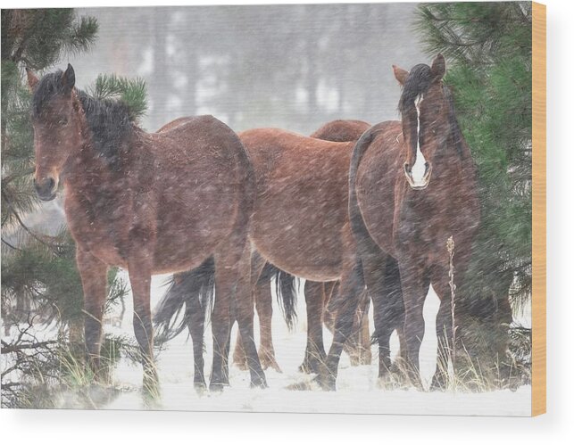 Stallion Wood Print featuring the photograph Winter Winds Blowing. by Paul Martin