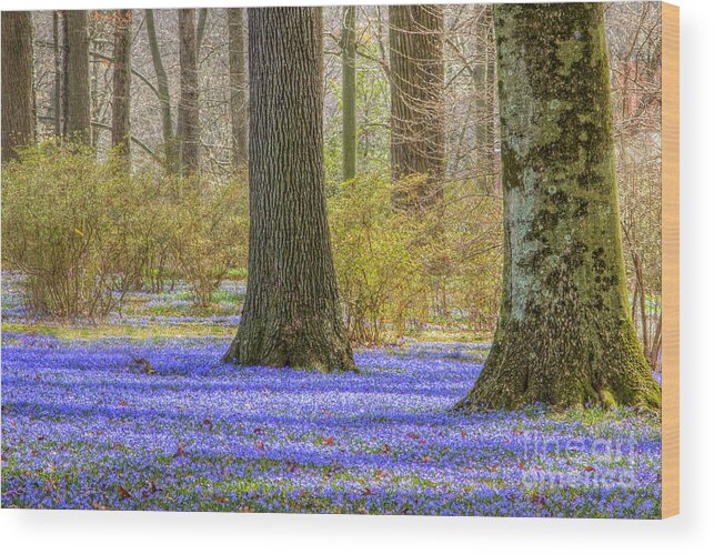 Chinodoxa Wood Print featuring the photograph Winterthur March Bank in April by Marilyn Cornwell