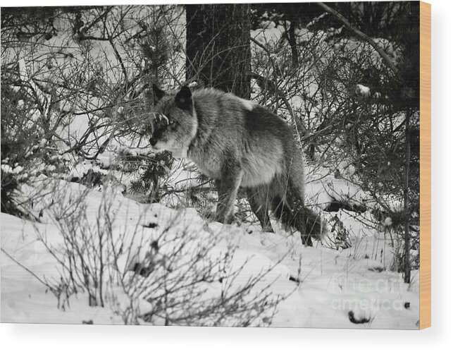 Banff Wood Print featuring the photograph Wolf in the snow by Wilko van de Kamp Fine Photo Art