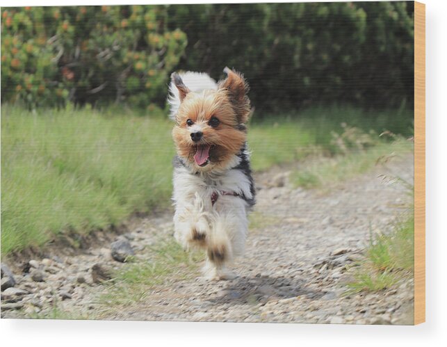 Biewer Yorkshire Terrier Wood Print featuring the photograph Biewer Terrier in run position with tongue out by Vaclav Sonnek