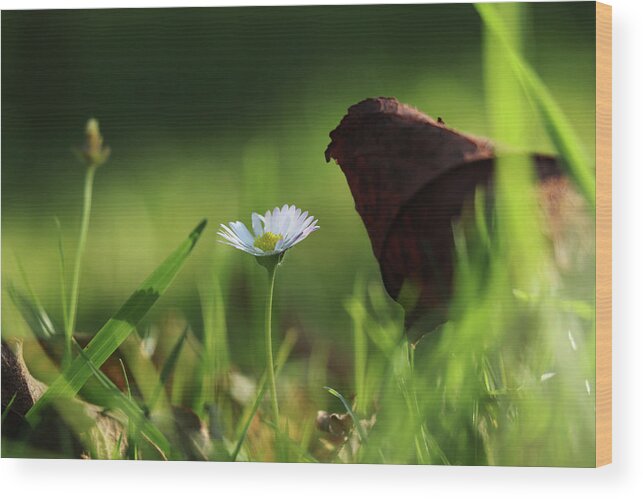 Halloween Wood Print featuring the photograph Wonderful white daisy between marple leaf and grass on the garden. Touch of a beauty. Magic of nature in real time. Happiness from wildness by Vaclav Sonnek