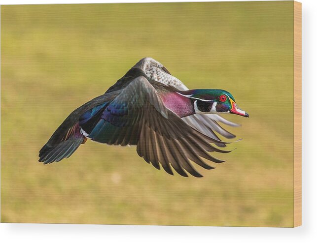 Wood Duck Flying Low Wood Print featuring the photograph Wood Duck Flying Low by Lynn Hopwood