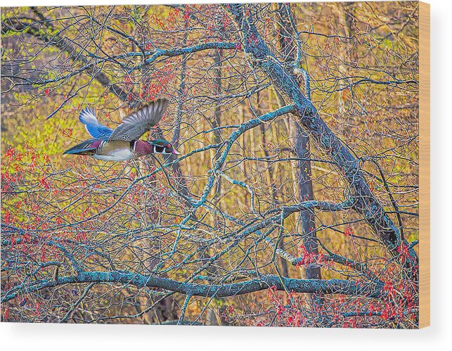 Wood Duck Wood Print featuring the photograph Wood Duck in April Woods by Jim Dollar