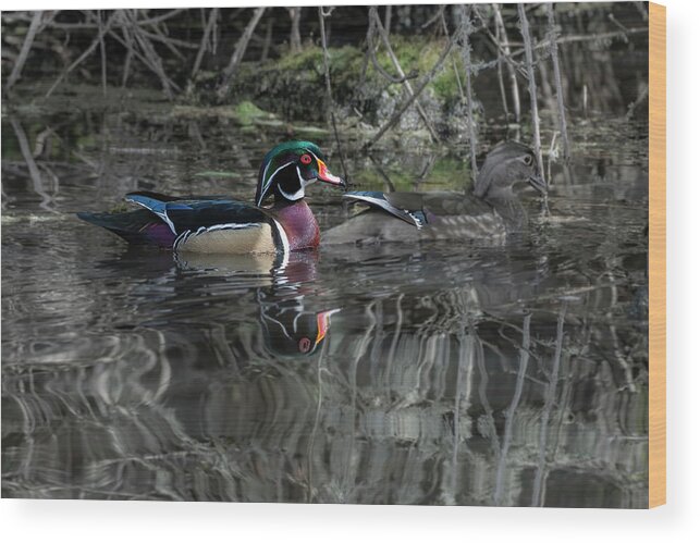 Afternoon Wood Print featuring the photograph Wood Ducks in Dappled Light by Robert Potts