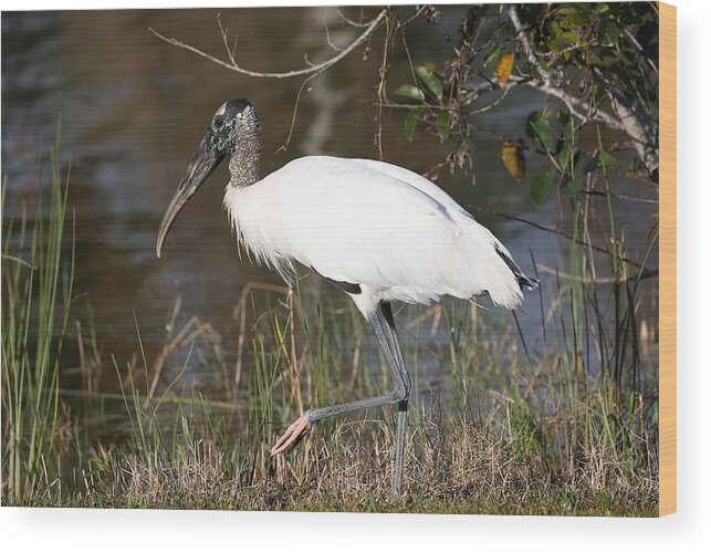 Wood Storks Wood Print featuring the photograph Wood stork 4 by Mingming Jiang