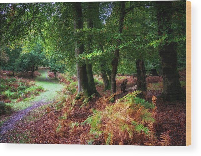 Framing Places Photography Wood Print featuring the photograph Woodland by Framing Places