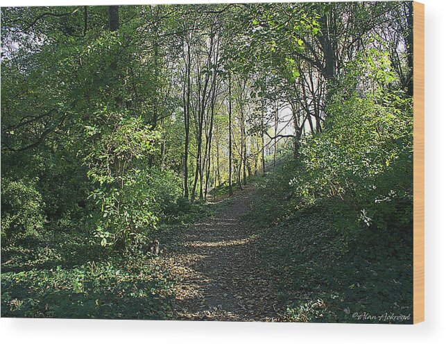 Woods Wood Print featuring the photograph Woodland Walk in Late Summer by Alan Ackroyd