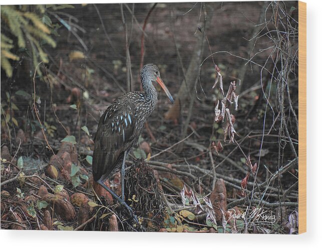 Woody Limpkin Wood Print featuring the photograph Woody Limpkin by David McKinney