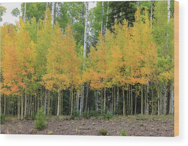 Foliage Wood Print featuring the photograph Yellow and Green by Steve Templeton