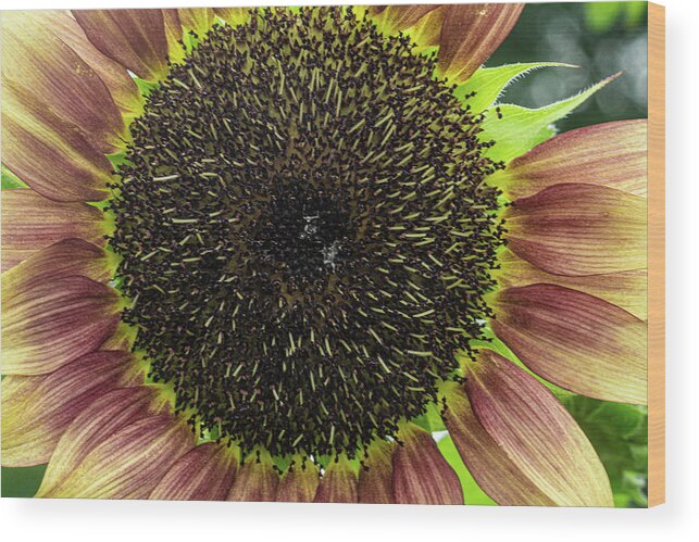 Yellow Red Flower Wood Print featuring the photograph Yellow and Red Flower by David Morehead