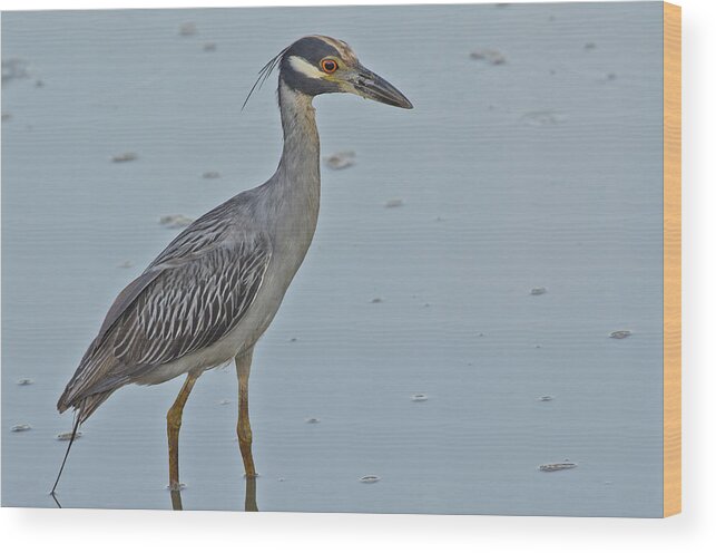 Wildlife Wood Print featuring the photograph Yellow-crowned Night-Heron - 2866 by Jerry Owens