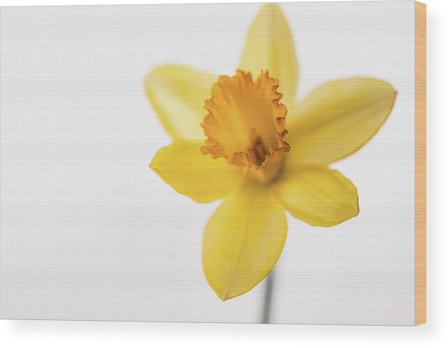 Daffodil Wood Print featuring the photograph Yellow Daffodil by Ada Weyland