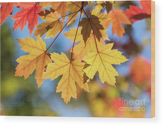 Fall Leaves Wood Print featuring the photograph Yellow Fall Leaves by Mimi Ditchie