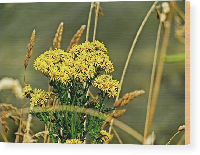 America Wood Print featuring the photograph Yellow Flowers, Brown Stalks by David Desautel