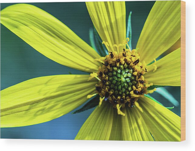 Plants Wood Print featuring the photograph Yellow Flowers - Summer in Bloom by Amelia Pearn
