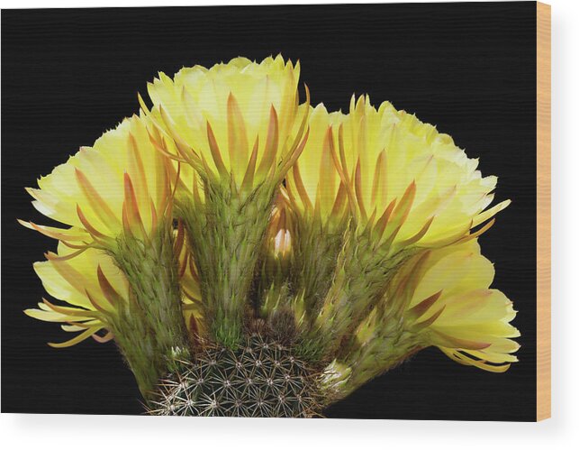 Cacti Wood Print featuring the photograph Yellow Gold by Kelley King