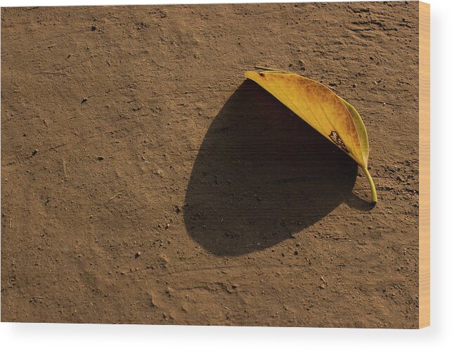 Yellow Leaf Wood Print featuring the photograph Yellow Leaf by Prakash Ghai