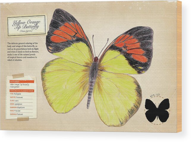 Childhood Wood Print featuring the digital art Yellow Orange Tip Butterfly by Album