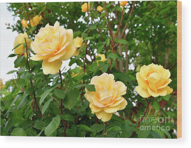 Roses Wood Print featuring the photograph Yellow Roses in the Garden by Amazing Action Photo Video
