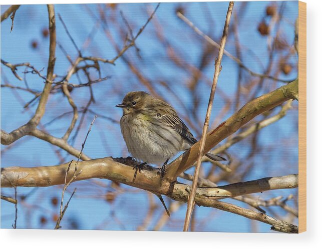 North Wood Print featuring the photograph Yellow-rumped Warbler Perched by Liza Eckardt