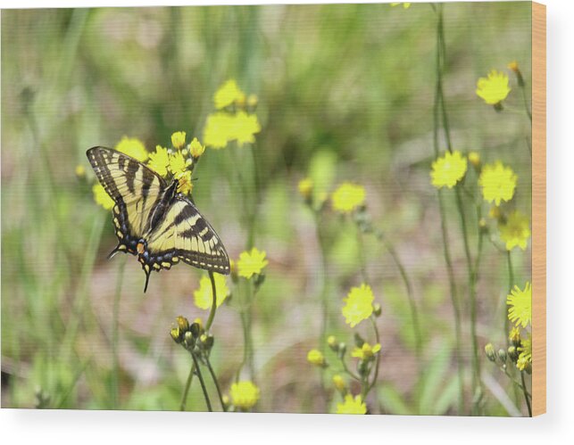 Yellow Swallowtail Butterfly Wood Print featuring the photograph Yellow Swallowtail by Brook Burling