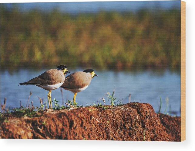 Yellow-wattled Lapwing Wood Print featuring the photograph Yellow wattled lapwing by Vishwanath Bhat