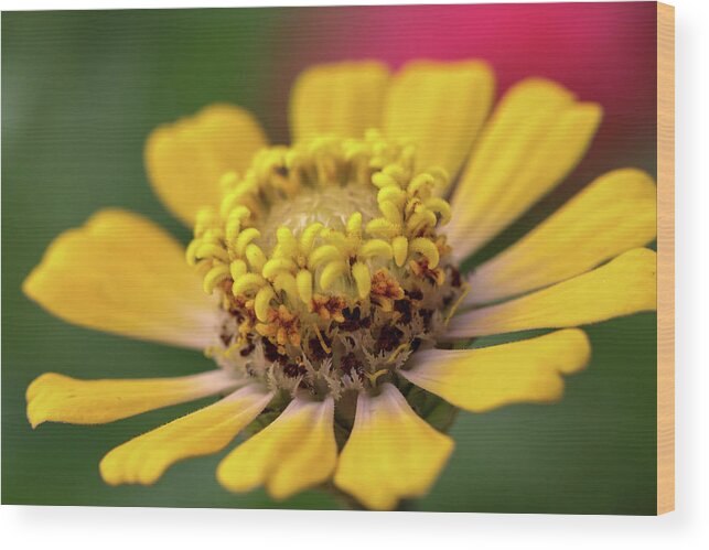 Zinnia Wood Print featuring the photograph Yellow Zinnia by Mary Anne Delgado
