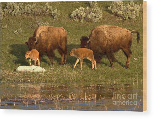 Yellowstone Wood Print featuring the photograph Yellowstone Bison Red Dog Season by Adam Jewell