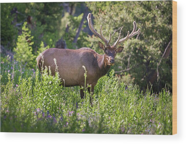 Tim Stanley Wood Print featuring the photograph Yellowstone Bull Elk by Tim Stanley