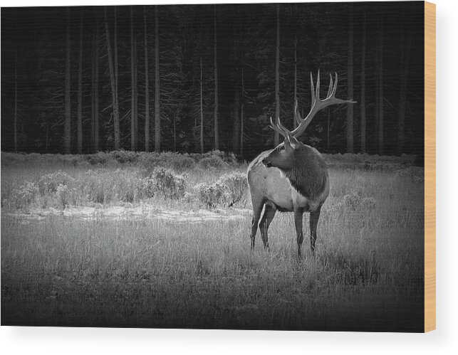 Elk Wood Print featuring the photograph Yellowstone National Park Elk Wapiti in Black and White by Randall Nyhof