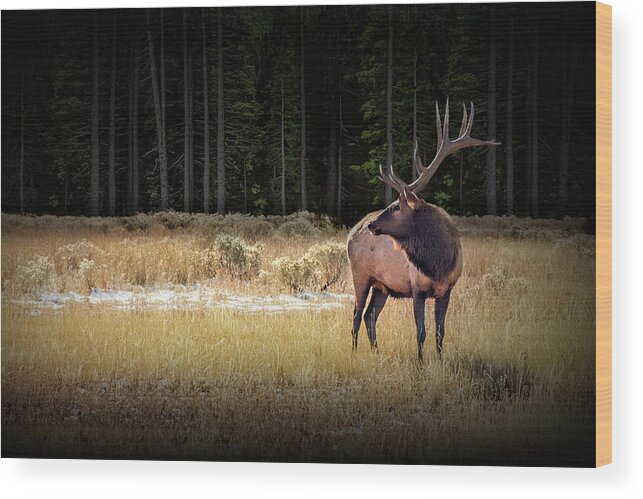 Elk Wood Print featuring the photograph Yellowstone National Park Elk Wapiti by Randall Nyhof
