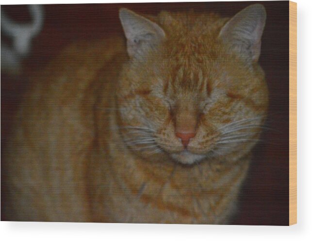 Cat Wood Print featuring the photograph You can't see me by Stacie Siemsen