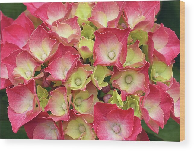 Hydrangea Wood Print featuring the photograph Young French Hydrangea by Maria Meester