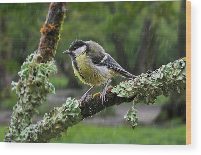 Great Tit Wood Print featuring the photograph Young Great Tit in the Rain by Arterra Picture Library