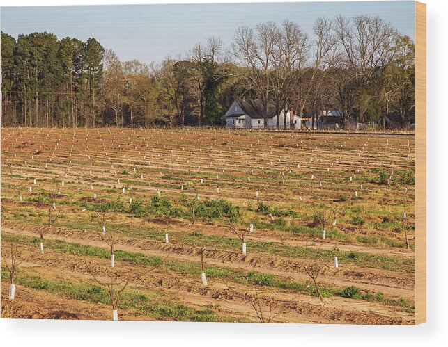 2021 Wood Print featuring the photograph Young Peach Trees in 2021 by Charles Hite