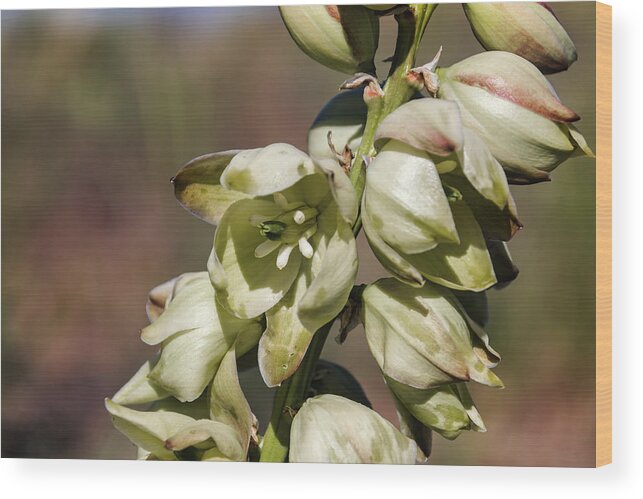 Yucca Wood Print featuring the photograph Yucca Flowers by Laura Terriere