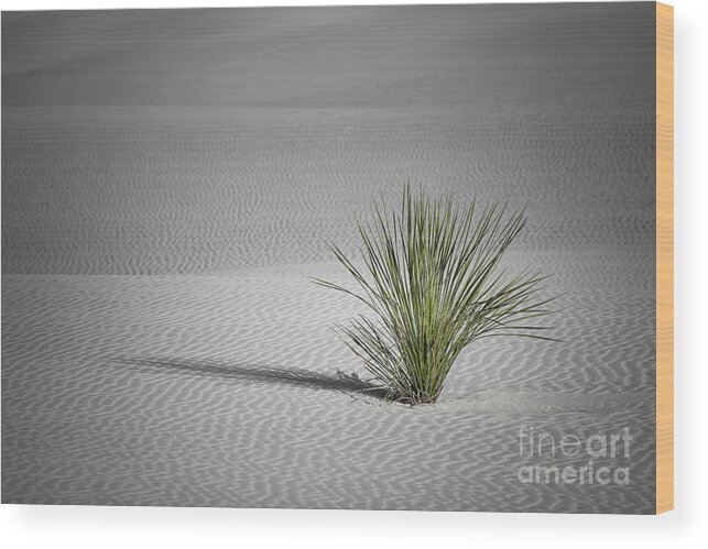 Yucca Wood Print featuring the photograph Yucca by Lisa Manifold