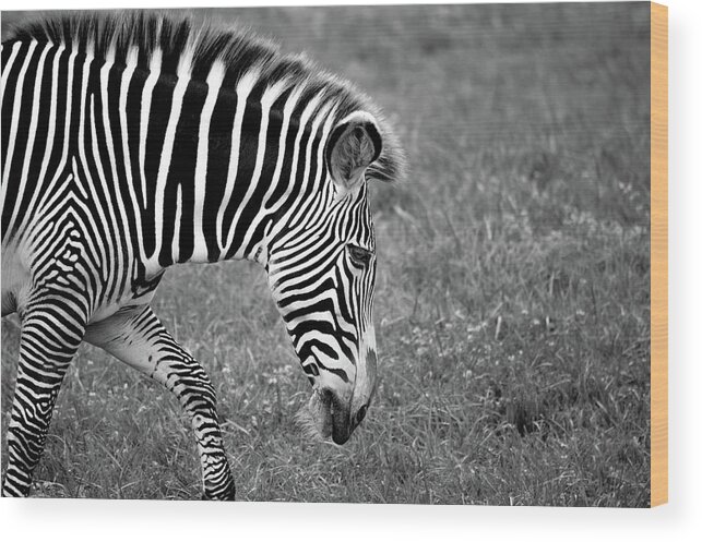 Zebra Wood Print featuring the photograph Zebra Black and White by Deborah M