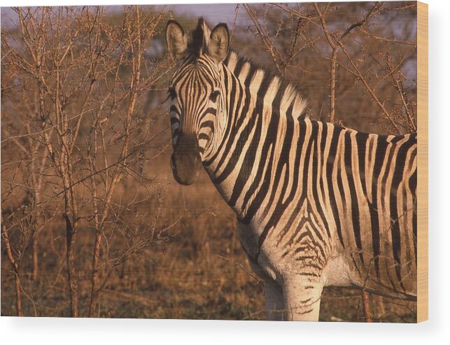Africa Wood Print featuring the photograph Zebra Portrait at Sunset by Russ Considine