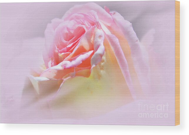 Rose Wood Print featuring the photograph Peaceful Pink Rose Haze by Judy Palkimas