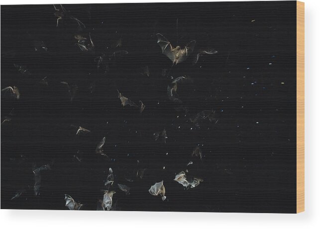 Feb0514 Wood Print featuring the photograph Bats Flying Against Night Sky Pantanal #1 by Konrad Wothe