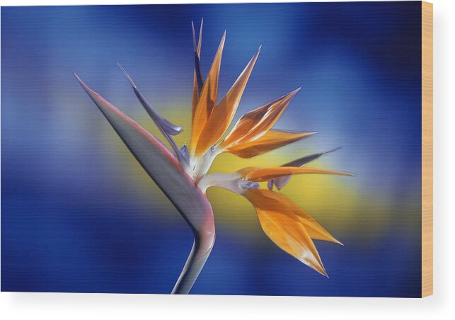 Bird Of Paradise Wood Print featuring the photograph Bird of Paradise #2 by Kirk Ellison