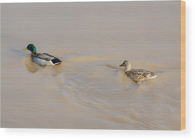 Mallards Wood Print featuring the photograph Mallard Ducks #1 by Holden The Moment