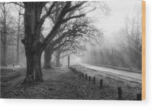 Shirley Mitchell Wood Print featuring the photograph Misty Rays #1 by Shirley Mitchell