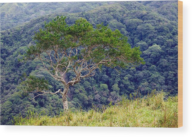 Central America Landscape Wood Print featuring the photograph Monteverde Region Costa Rica #1 by Theodore Clutter