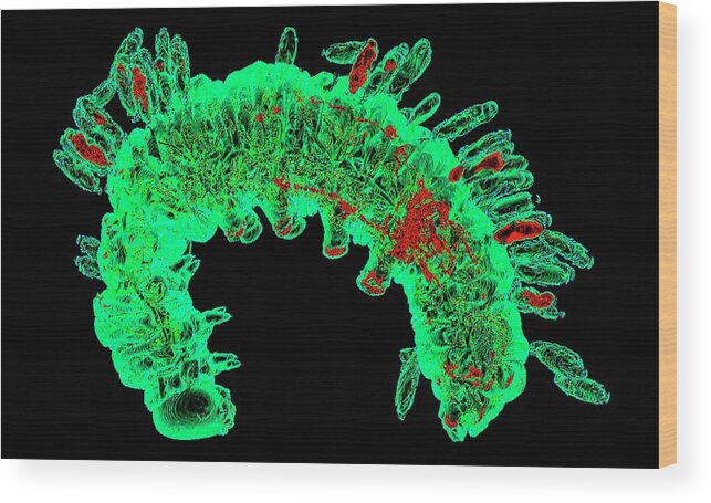 Micro-ct Wood Print featuring the photograph Parasitized Silkworm #1 by K H Fung